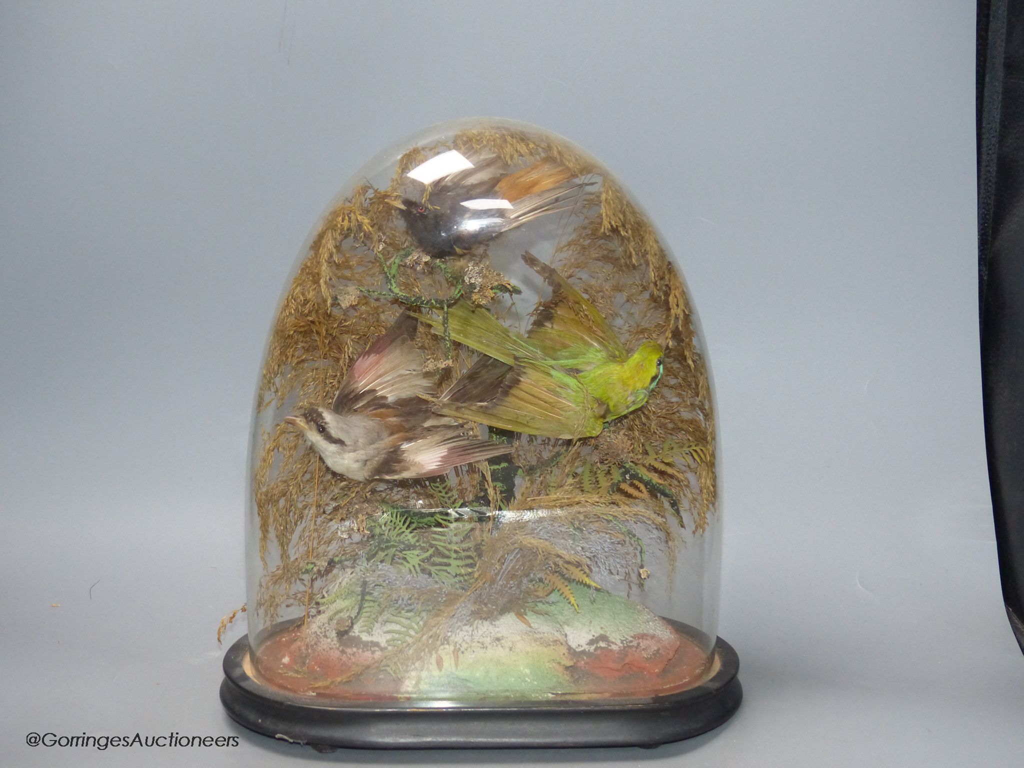A 19th century group of three stuffed birds, under glass dome, small bone box to be assessed and lotted at end